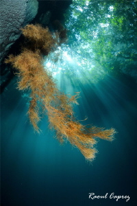 Roots in the sun by Raoul Caprez 